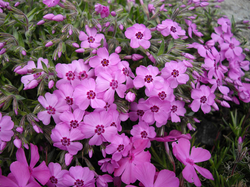 Phlox subulata 'Holly' en fleurs sur un affleurement rocheux des États-Unis